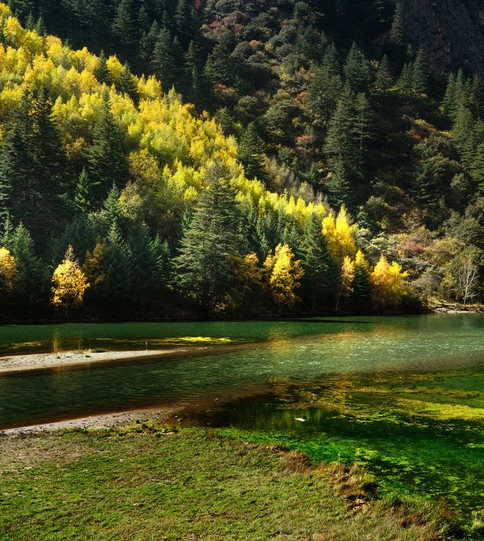 川西！最美的时候要到了！