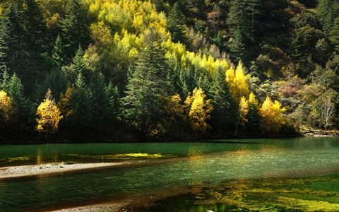 川西!最美的时候要到了!