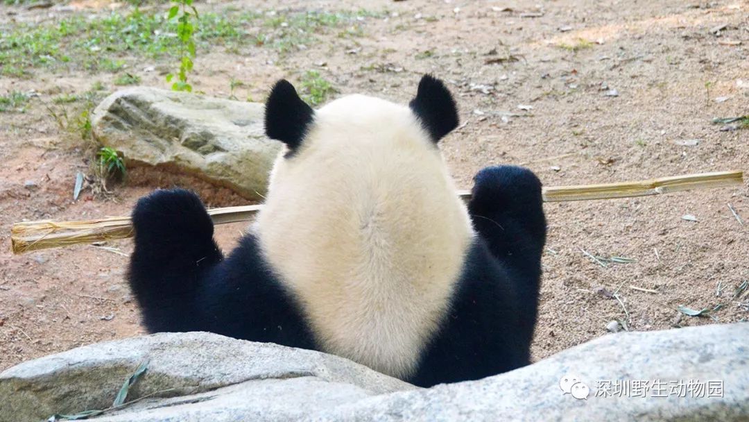 见过这么可爱的后脑勺吗？